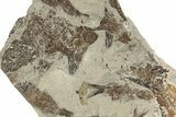 Unprepped Fossil Fish Mortality Plate - Wyoming #257165-1